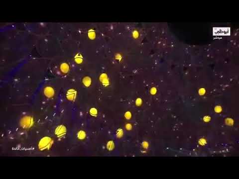 يجي الليل واحچيلك كاظم الساهر إكسبو2020