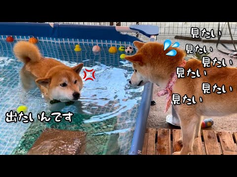 3匹の柴犬兄弟のプール遊びが人間のようですw