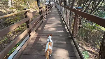 Jack Russell Terrier Illy's 홍천강 Walk