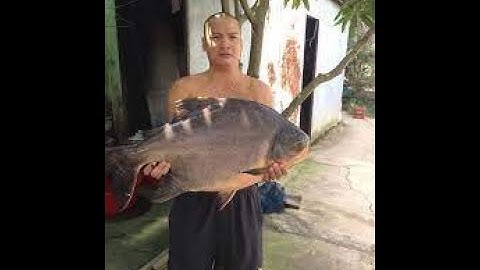 Cách điều trị bệnh xuất huyết do virus và xuất huyết do liên cầu khuẩn ở cá