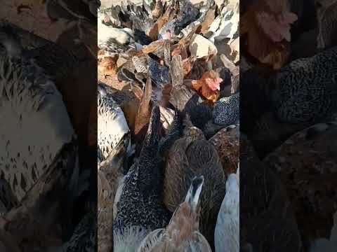 مشروع تربية الدجاج البياض هو ناجح ومربح جدا لكن بشروط الفيومي السلالات