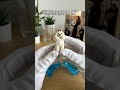 So realistic! It feels like my pet is right here with me#dog #love #figure #petgifts #custom