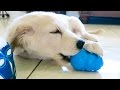 Jupiters Outlet #1 : PUPPY DIY KONG TREATS! Jupiters Outlet #1 : PUPPY DIY KONG TREATS!