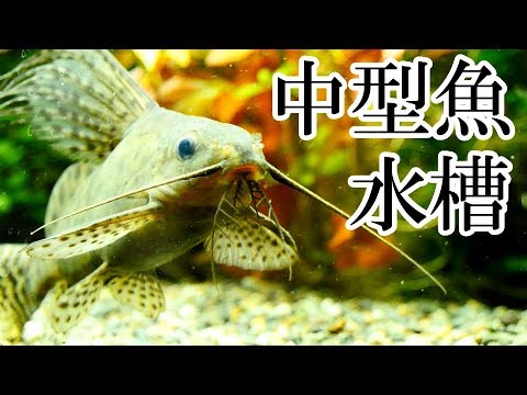 水槽214 中型魚の混泳水槽 Youtube