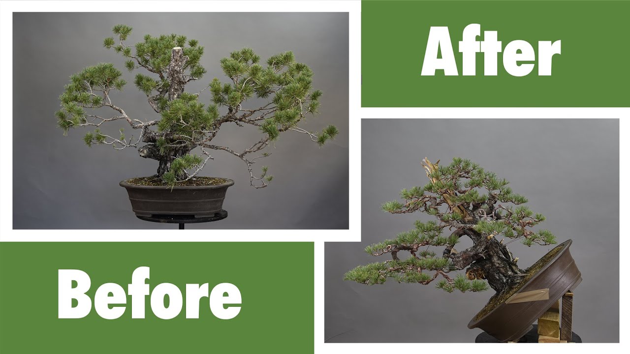 David Benavente 2nd Bonsai Demonstration for the Bonsai Association Belgium Trophy 2021