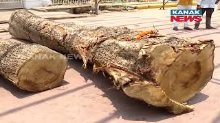Holy Chariot Wood Reaches At Puri Ratha Khala Ahead Of Lord Jagannath's Ratha Jatra | Discussion