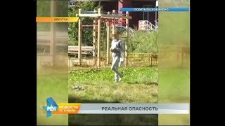 Яд разбрасывают на улицах Иркутска. Под угрозой не только собаки, но и дети Яд разбрасывают на улицах Иркутска. Под угрозой не только собаки, но и дети
