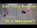 Download What Happens When You Put A Spider And A Fly In A Vacuum Chamber? Will They Surv What Happens When You Put A Spider And A Fly In A Vacuum Chamber? Will They Surv