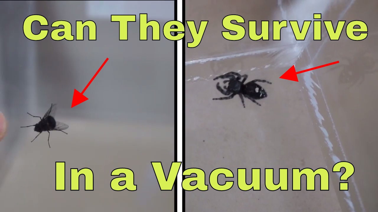 What Happens When You Put A Spider And A Fly In A Vacuum Chamber? Will They Survive?