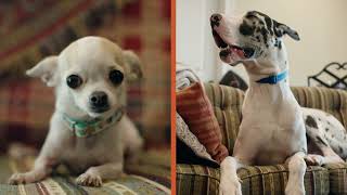 Big Dog, Small Dog Generic | Feeders Pet Supply