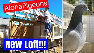 Homing Racing Pigeon 2018 Update 5