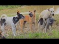 Awesome five Dogs !! Puppies Meeting German vannaza So Funny