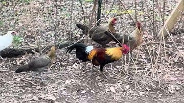 Qaib Dib-February 1, 2025