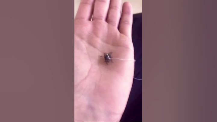 Walking My Pet Fly #shorts