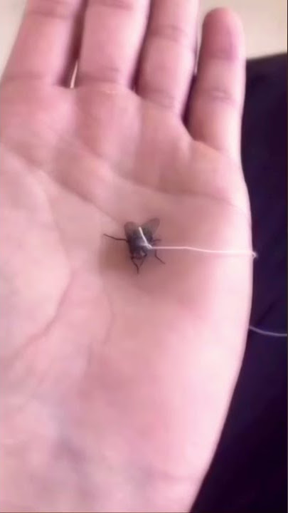 Download lagu Walking My Pet Fly #shorts