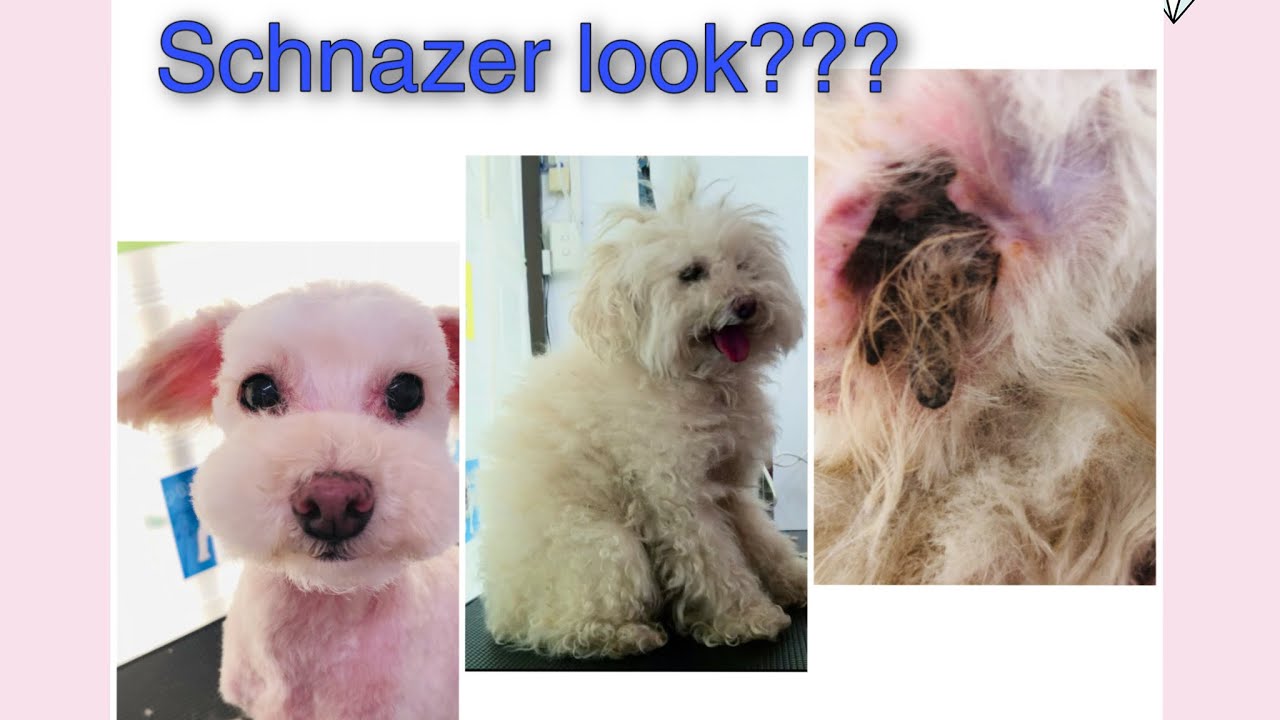 Dog Grooming a very matted dog with block Ed ears YouTube