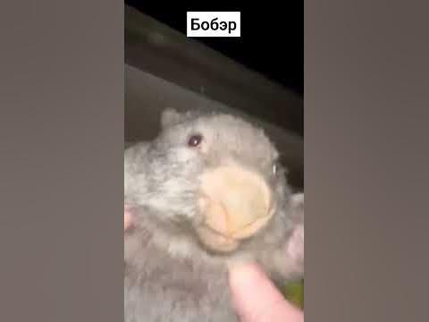 бобэр - YouTube