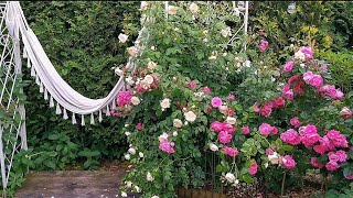 Розовые комнаты в саду: плетистые розы и не только