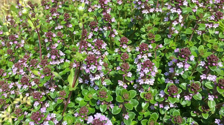 Using My 5 Senses in the Garden