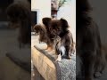 Monday Vibes Chihuahuababy Chihuahua Puppy Chihuahuafanclub Pets Cutedog