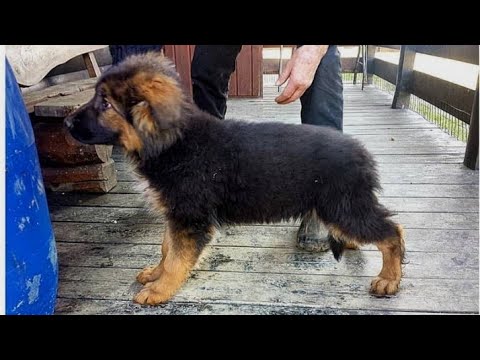 فيديو: كيف تشتري كلب مثل