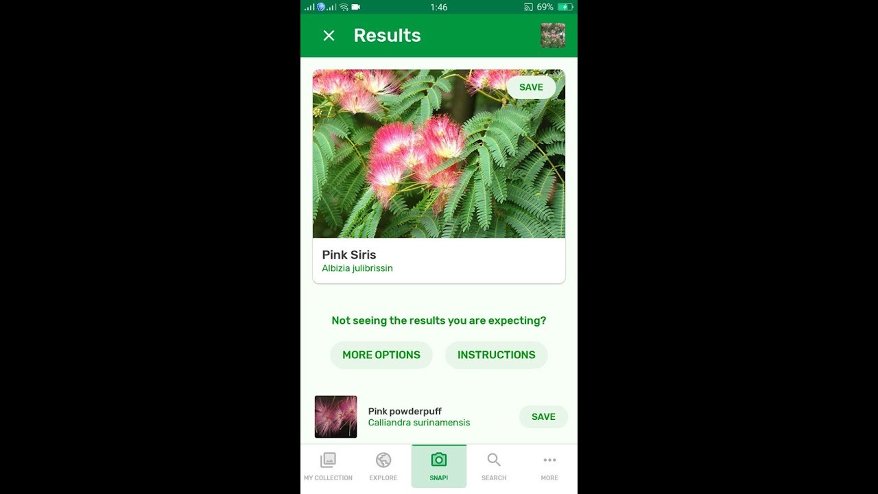 PlantSnap identifies a Persian silk tree (Albizia julibrissin)