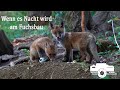 Wenn es Nacht wird am Fuchsbau, Fuchs Fuchswelpen Rotfuchs Fox Tierfilm Tierdoku Naturfilm Naturdoku