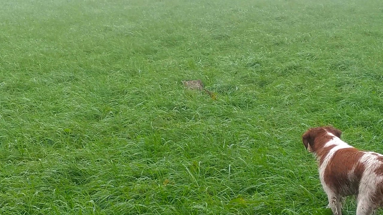 Intoxe de Callac de Bretagne arrêt ferme sur un lièvre !