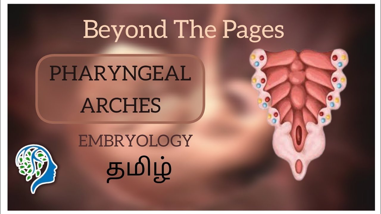Pharyngeal Arches - Embryology explained in Tamil - YouTube