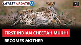 First India-Born Cheetah Kuno National Park Latest Update Drishti Ias English