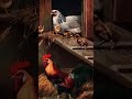 Rustic Elegance: Farm Life in Classical Art