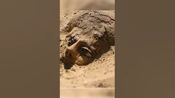 A wooden sarcophagus emerges from the sand at Abydos after spending more than 3 millennia