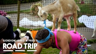 Goat Yoga Is The New Craze | Gordon, Gino And Fred: Road Trip