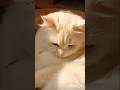 Yaar main itna SUNDAR kyun hun😎🐾🤣😂#catlovers #catshorts #catlove #cute #cats #catvideos