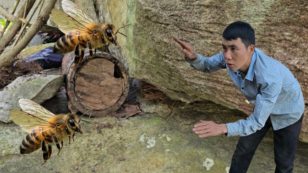 I went to check my bee traps in the forest – the results were surprising