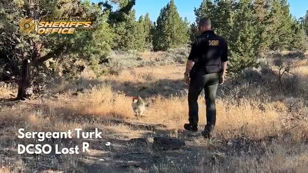 Runaway rooster recovered by Deschutes County sheriff's sergeant
