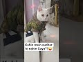 #catshorts #cutcat #viralpets #jimmysdailydrama #funny #viralvideo