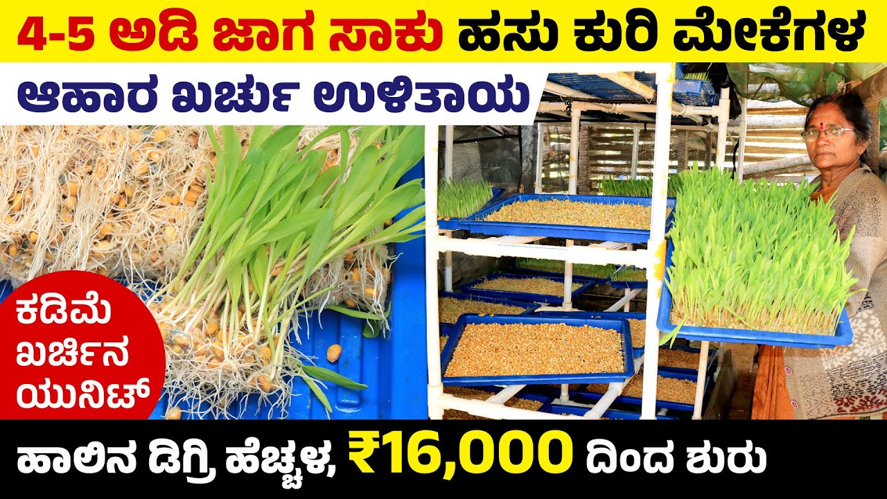 ಭೂಮಿ ಇಲ್ಲಅನ್ನೋರು ಹೀಗೆ ಮೇವನ್ನ ಬೆಳಿಬಹುದು | ಪಶುಗಳಿಗೆ ಉತ್ತಮ ಪೋಷಕಾಂಶಗಳನ್ನು ಒದಗಿಸುವ Hydroponics ಮೇವು