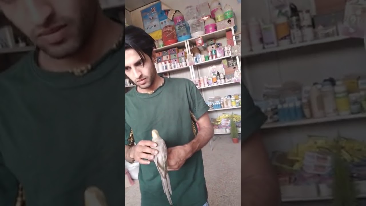 علاج لحالة التهاب تنفسي في طائر الكوكتيل.دكتور محمد برهان