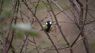 Great tit chit chit