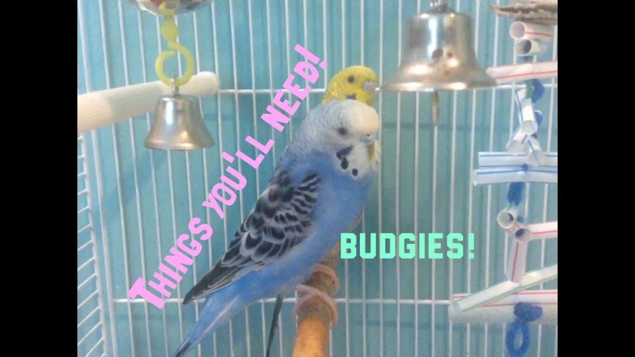 Things You'll need if You get a Budgie! YouTube