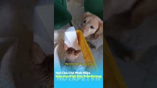 Hai Chú Chó Phát Hiện Mèo Con Kiệt Sức Trên Đường, Cái Kết Khiến Ai Cũng Ấm Lòng