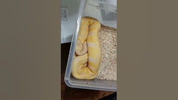Enchi Candino and  Pastel Lesser Caramel ball python