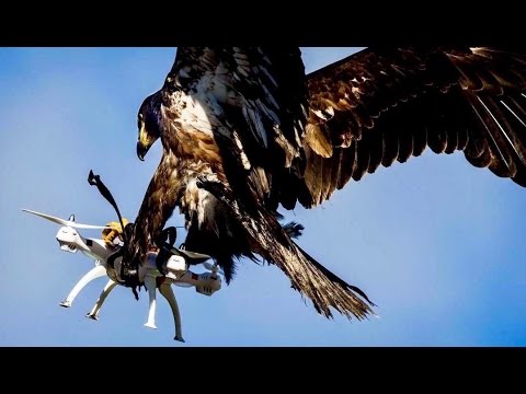 فرانسیسی فوج دشمن کے ڈرون کو مارنے کے لیے عقابوں کو تربیت دیتی ہے۔