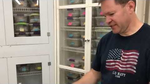 First shot at a Super Microscale fully scaleless Ball Python!