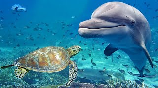 Relaxing Music for Stress Relief. Dolphin singing. Soothing Music for Meditation, Therapy, Sleep screenshot 5