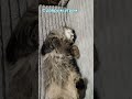#смех #прикольныекоты #веселыекоты #юмор #видосыоткота #безкота #доброеутро #тяжесть #смешнойшортс