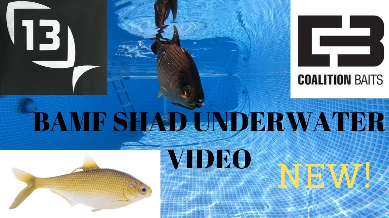 13 FISHING Coalition Baits BAMF Shad Underwater Video. New! 