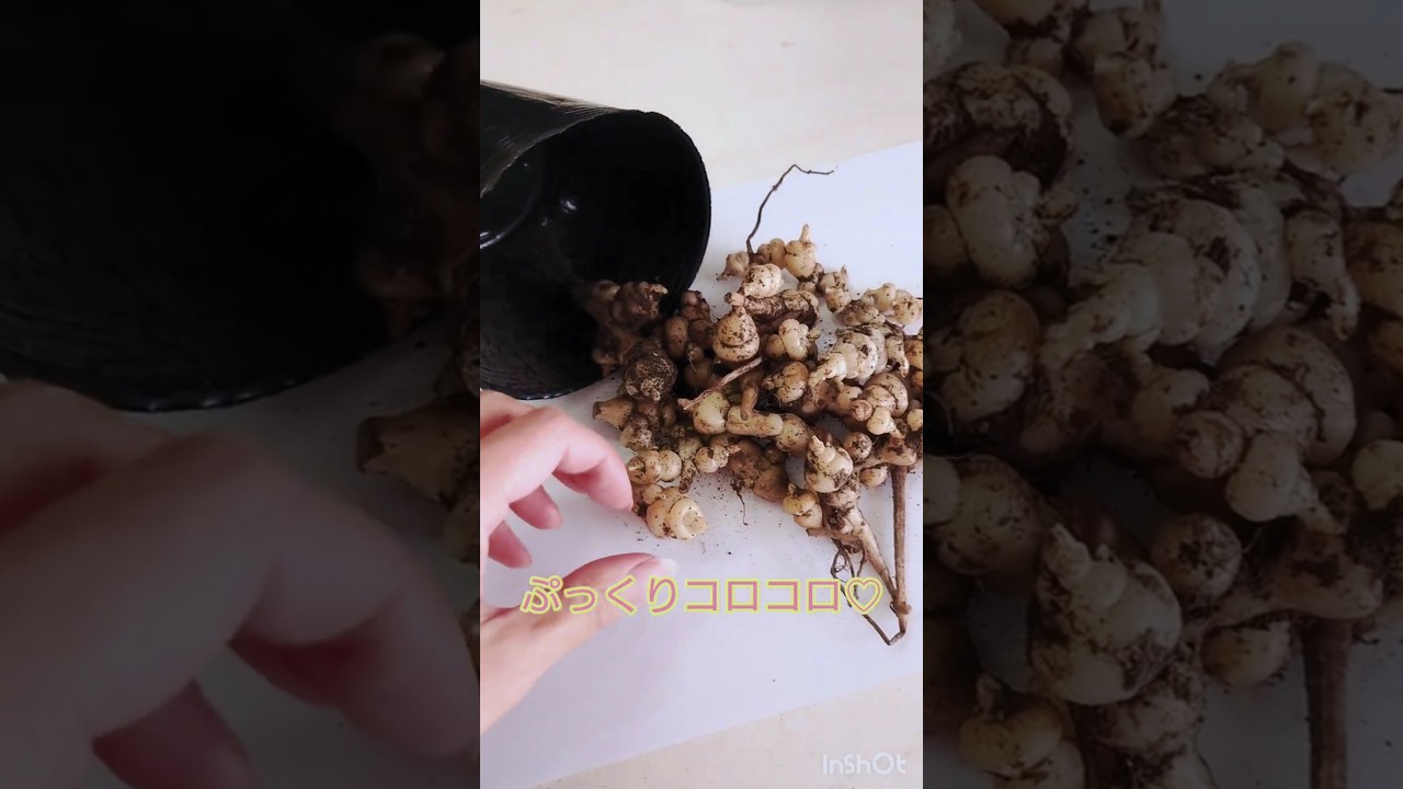 チョロギの種芋をそのまま植えてみた！種芋は上下逆さまになったけど
