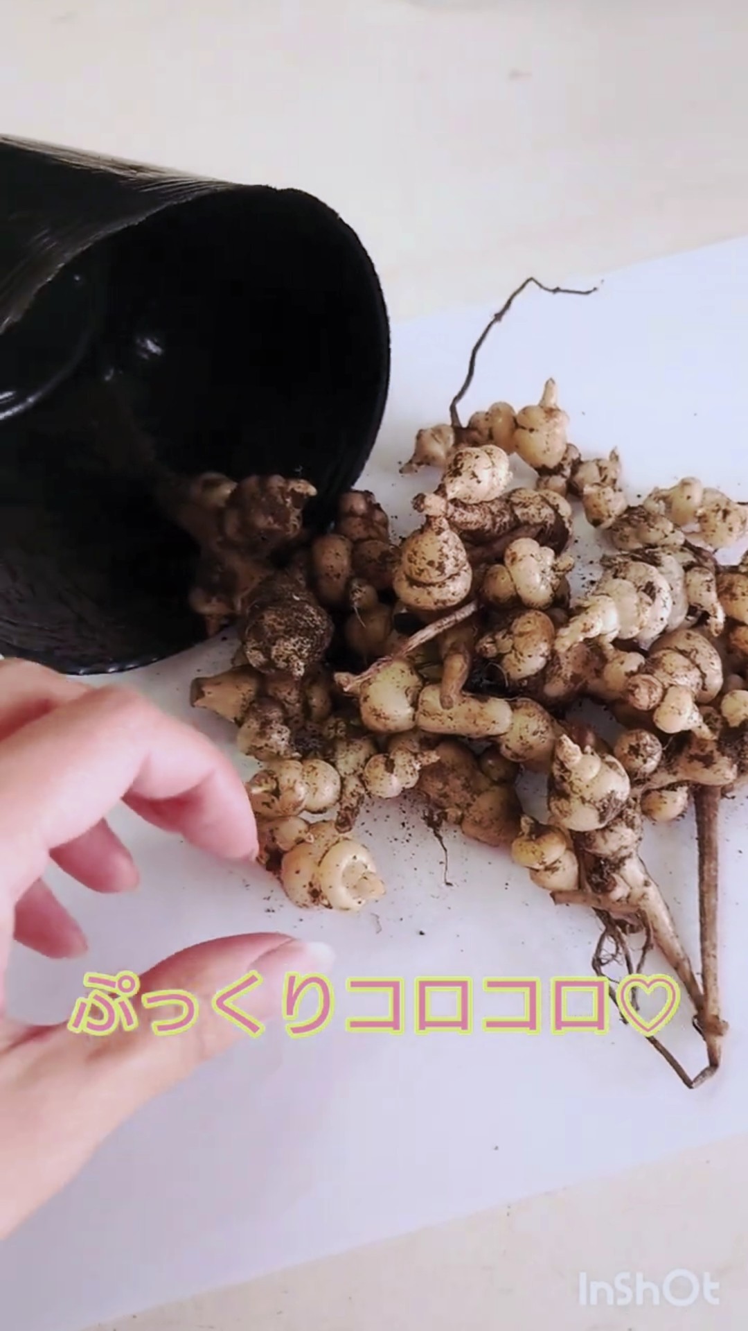 チョロギの種芋をそのまま植えてみた！種芋は上下逆さまになったけど